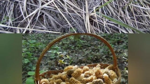 ЗМОРШКИ СТЕПОВІ поза законом! смотреть онлайн