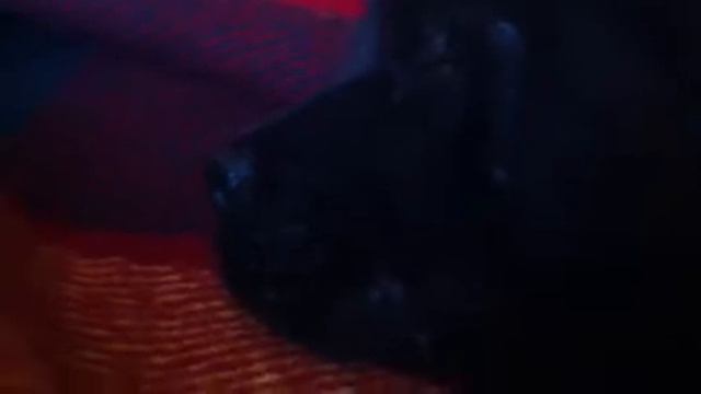 Молодая Чау Чау смотреть онлайн