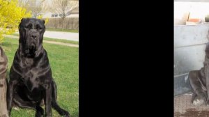 Неаполитанский   Мастиф/Neapolitan Mastiff (порода собак HD slide show)!