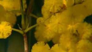 Australian Native Bush Garden