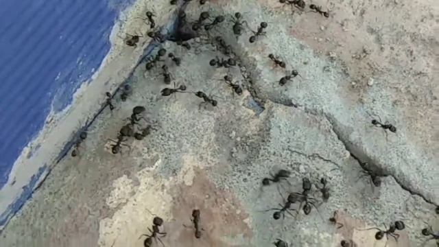 Жизнь муравьёв: выживание и борьба. смотреть онлайн