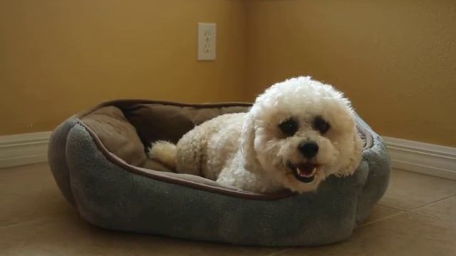 Yogi The Dog - Canon 40D - EOS Movie Record смотреть онлайн