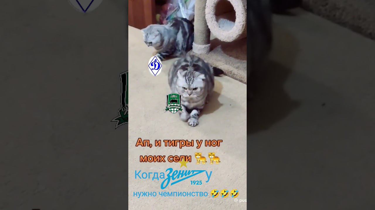 #футбол #чемпионтароссии #чемпион #зенитчемпион