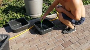 Посадили метельчатые гортензии!!!