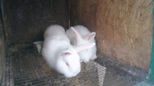 Авито, продажа кроликов.