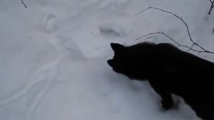 Шипперке – неустрашимый миниатюрный охотник