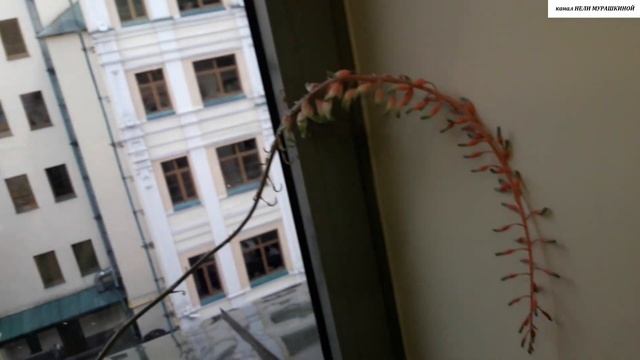 ЦВЕТЕНИЕ ГАСТЕРИИ. смотреть онлайн