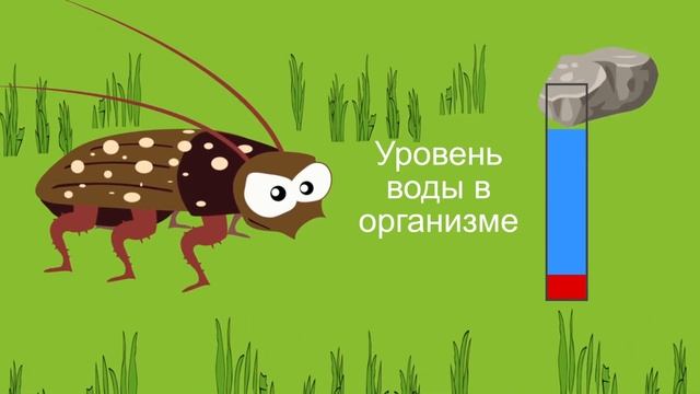 Натуральное средство от домашних и садовых насекомых ЭКОКИЛЛЕР смотреть онлайн
