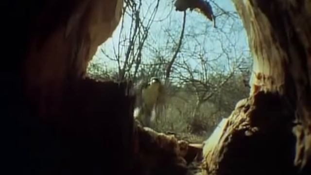 Что Происходит Когда Летучая Мышь Не Ест 3 Дня? смотреть онлайн