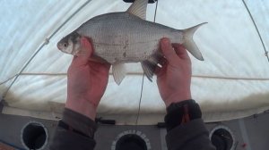 Ловля леща зимой. Глухозимье.