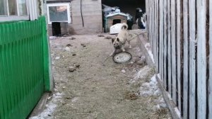 Щенков лайки отдам в хорошие руки.