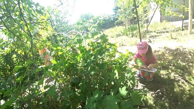 Чем занимались в гостях и как выбирали подарок #собираемурожай