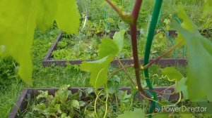 Вызревание однолетней лозы  винограда