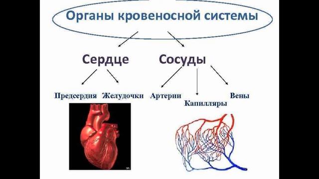 Естествознание 6 класс. Транспорт питательных веществ в живых организмах. Логинова А.А.