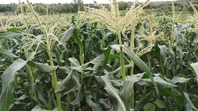 Кукуруза сладкая, Дора, Саммер свит Прайм, Карамелло!!! смотреть онлайн