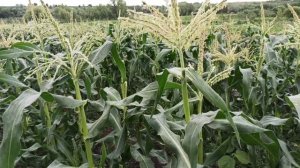 Кукуруза сладкая, Дора, Саммер свит Прайм, Карамелло!!!