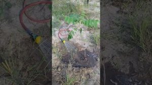 Посадка саженцев маньчжурского ореха
