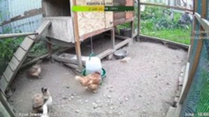 Курятник. Жизнь в курятнике. Можно покормить онлайн. Chicken coop stream. Online feed