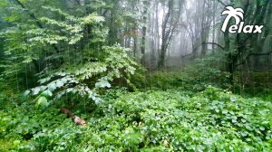 Forest Rain Sounds to Help You Sleep or Study - White Noise Rainstorm 6 hrs