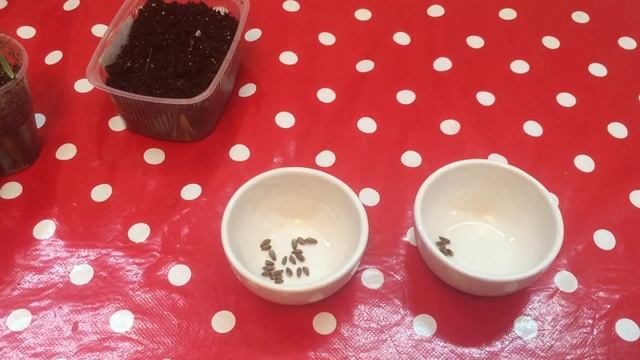 Как вырастить тую из семян. смотреть онлайн