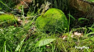 Новиков. Троицкая кукушка