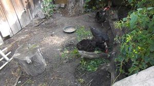 Мягкая скорлупа яиц у кур. Цветной бройлер, голошейные куры.