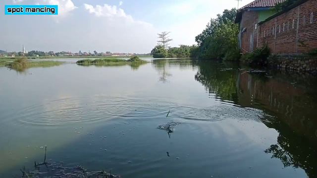 mancing nila umpan lumut-mancing nila liar rawa-rangkaian pacing lumut original tiga mata kail смотреть онлайн