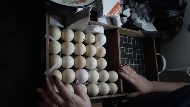 Закладка инкубационног яйца в инкубатор Блиц 72//как проложить яйца//Выставляем влажность. смотреть онлайн