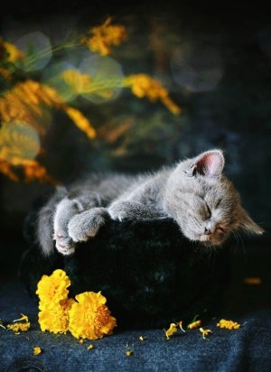 Доброго Вечера и Сладкой Ночи тебе Желаю! Красивое Музыкальное Пожелание