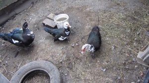 Мускусные утки! Как правильно завести уток для своего хозяйства!