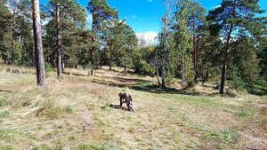 прогулка по лесу