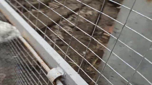 23 марта 2021 г. мои курочки, утка снова несёт яйца смотреть онлайн