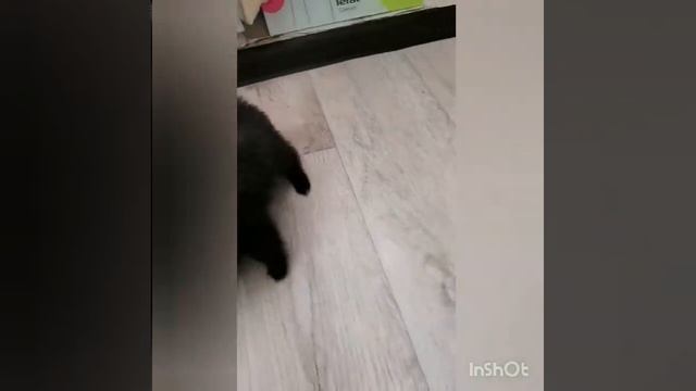 Шпиц микро девочка смотреть онлайн