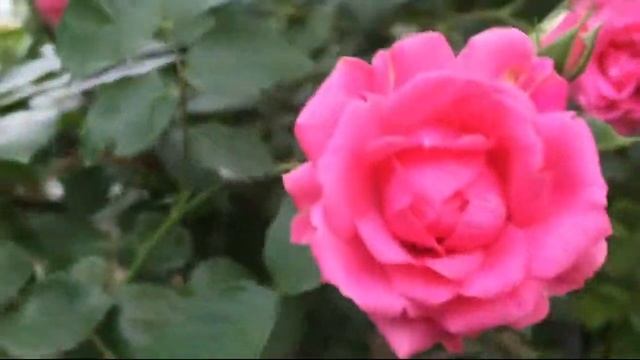 РОЗА ПАРКОВАЯ ЭЛЬМШОРН - красотка в моем садике! смотреть онлайн