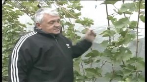 Работы на винограднике в октябре www.vinograd-kriulya.com