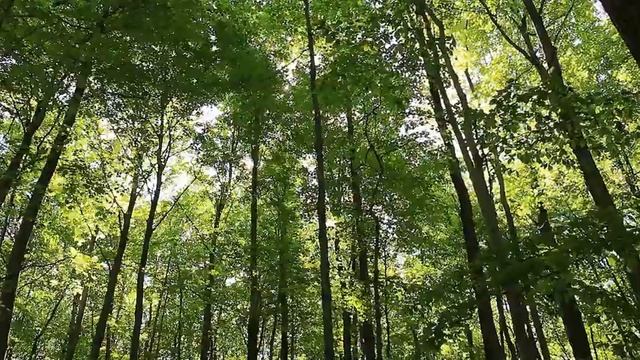 Музыка леса /РАССЛАБЛЯЮЩАЯ МУЗЫКА для сна. смотреть онлайн