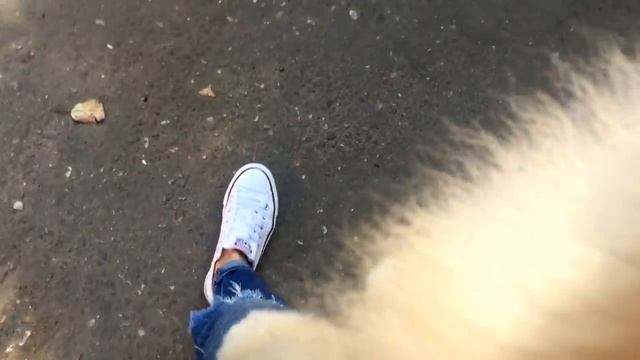 ПОМЕРАНСКИЙ ШПИЦ СТРУСИЛ