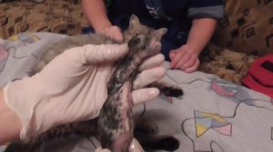 Тяжелые роды у кошки, застрял котенок, оказываем помощь