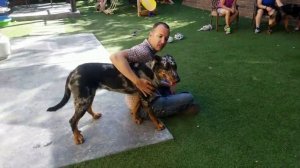 БОСЕРОН ВСЕ О ПОРОДЕ. ИНТЕРЕСНЫЕ ФАКТЫ