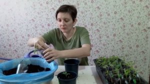 Пересадка рассады томатов ? Рассада вытягивается.