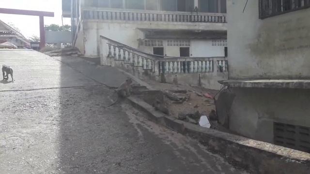 Жирная обезьяна сидит как человек смотреть онлайн