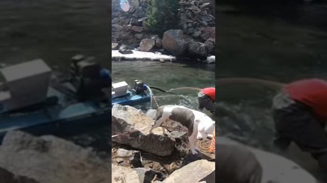 A cold day dredging clear creek canyon for gold . #gold #goldprospecting #goldrecovery #treasurefam смотреть онлайн