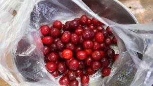 Как заморозить вишни на зиму? Легко) Подбельская, вкуснющая?