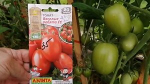 № 314 томаты сорта _Веселые ребята_. 09 августа 2023 года