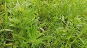 медоносы фацелия озимая и яровая синяк золотарник сдаем сами на точку