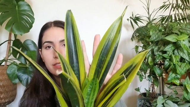 *MASSIVE* Plant Haul || Summer 2020 Collective 💕 смотреть онлайн