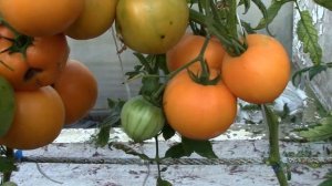 АВГУСТ.  Сбор семян. Золотой гигант Дикси.