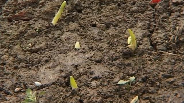 Лучки пучки. Серия 201. Озимый чеснок, посадка семян огурцов на рассаду в теплице. смотреть онлайн