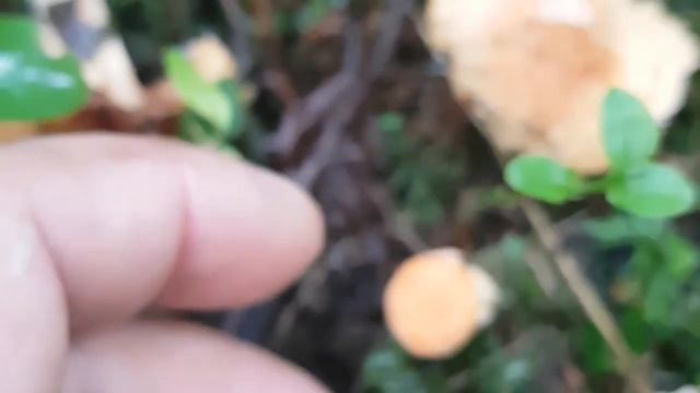 Такие лисички есть нельзя смотреть онлайн