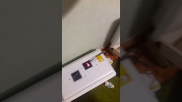 кучинские цыплята в нашем хозяйстве. смотреть онлайн